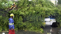 Satu Pengendara Motor Tewas akibat Pohon Tumbang di Kebayoran Lama
