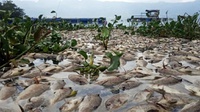 10 Ton Ikan di Danau Maninjau Sumatera Barat Mati Massal