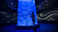 Harga Tiket Jakarta Aquarium Terbaru Selama Libur Sekolah 2023
