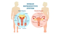 Organ Reproduksi Pria dan Fungsinya: Duktus Ejakulatoris-Testis