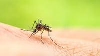 Ketahui 7 Cara Mencegah Gigitan Nyamuk pada Bayi