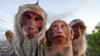 Cacar Monyet dan Alasan Mengapa Banyak Penyakit Muncul dari Hutan