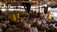 Ini Strategi NFA Jaga Stabilisasi Harga Ayam Hidup