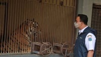 Pemprov DKI Selidiki Sebab 2 Harimau Sumatera di Ragunan Kena COVID