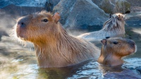 Kala Hewan Pengerat Kapibara Menjadi 