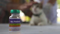 Berapa Harga Vaksin Rabies Hewan & Berapa Kali Diberikan?