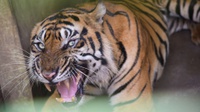 Mengenal Harimau Sumatera & Jenis Harimau yang Tersisa di Indonesia