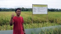 Nestle Indonesia & IRRI Kerja Sama Kurangi Emisi Produksi Beras