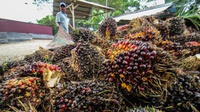 Aturan Baru Minyak Goreng Usai Jokowi Membolehkan Ekspor CPO Lagi