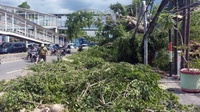 Dua Orang Tertimpa Pohon Tumbang di Jalan Otista Raya Jaktim