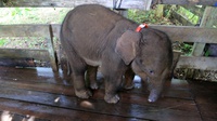 Sifat Kemaruk Manusia Bikin Gajah Berevolusi Menanggalkan Gadingnya