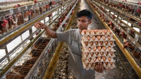Peternak Ungkap Penyebab Harga Telur di Pasar Tembus Rp33.000/kg