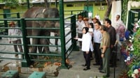 Anak Gajah Dumbo di Kebun Binatang Surabaya Mati Tak Tahu Sebabnya