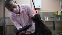 Geliat Bisnis Pet Grooming Saat Pandemi