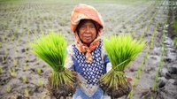 Dominasi 50% Sektor Pertanian, Perempuan Alami Masalah Struktural