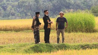 Mentan Syahrul Ungkap Strategi Tingkatkan Produksi Jagung Nasional