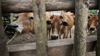 Puluhan Ternak di Kampar Riau Mati Mendadak Diduga karena PMK
