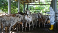 398.224 Ternak Terkena PMK di 259 Daerah, Paling Banyak Sapi Potong