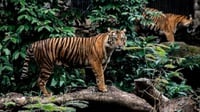Hari Harimau Sedunia 29 Juli 2022 dan Apa Tujuan Peringatannya?
