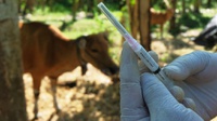 Pemerintah Targetkan Vaksinasi PMK Tahap Awal Kelar September 2022