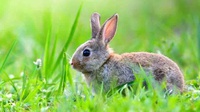 Alasan Kenapa Paskah Identik dengan Kelinci, Tema & Tradisinya