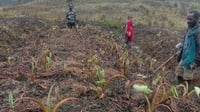 Menilik Embun Beku Penyebab Krisis Pangan dan Kelaparan di Papua