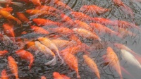Cara Budidaya Ikan Mas & Tahapannya: dari Pembenihan hingga Panen