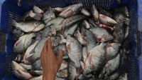 Apa Manfaat Ikan Nila Bagi Kesehatan dan Kandungan Gizinya