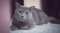Mengenal Busok, Kucing Ras Asli Indonesia yang Diakui Dunia