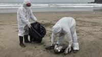 Ribuan Pelikan Mati di Peru Terkena Wabah Flu Burung