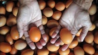 Peternak Buka-bukaaan Penyebab Kenaikan Harga Telur