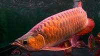 20 Jenis Ikan Hias Air Tawar di Indonesia dan Ciri-cirinya