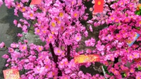 Arti Bunga Meihua Imlek & Mengapa Jadi Lambang Pembawa Harapan