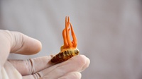 Apakah Jamur Cordyceps Ada di Dunia Nyata Termasuk di Indonesia?