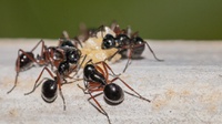 5 Cara Membasmi Semut dan Tips Mencegahnya Masuk Rumah