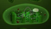 Fungsi Kloroplas pada Sel Tumbuhan, Struktur, dan Cara Kerjanya