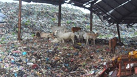 Sapi Makan Sampah di TPA: Apa Risikonya bagi Hewan dan Manusia?