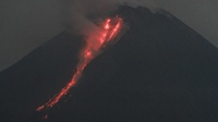 Merapi Luncurkan 7 Kali Guguran Lava Pijar, Paling Jauh 1,6 Km