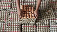 Harga Telur Ayam Tembus Rp30.000 per Kg, Pedagang: Sepi Pembeli
