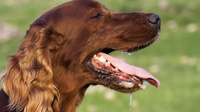 Ciri-ciri Anjing Rabies yang Perlu Diwaspadai & Apa Penyebabnya?