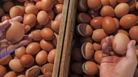 Jaga Stabilitas Harga, Realisasi Bantuan Telur & Daging Ayam 69%