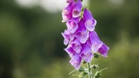 Mengenal Arti Bunga Foxglove, Ciri-ciri dan Ketahui Manfaatnya