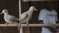 8 Makanan Burung Perkutut yang Bagus untuk Kicauan, Apa Saja?