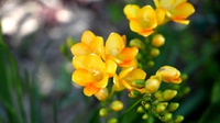 Arti Bunga Freesia Kuning di Drakor Dr.Cha dan Filosofinya