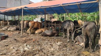 Jerit Hati Pedagang Kurban di Tengah 'Banjir' Impor Sapi & Domba