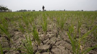 Dampak El Nino, Empat Kecamatan di Boyolali Dilanda Kekeringan