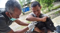 Mewaspadai Ancaman Peningkatan Kasus Rabies di Indonesia