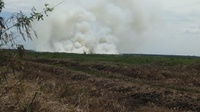 BNPB: 6,3 Hektar Lahan Terbakar di Hulu Sungai Selatan Kalsel