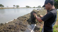 Tak Hanya Mineral, Jokowi Ingin Ada Hilirisasi Rumput Laut