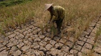 41,85 Ha Lahan Pertanian di Sukabumi Gagal Panen akibat El Nino